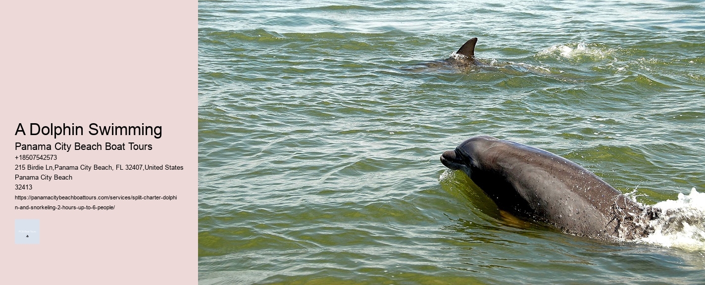 A Dolphin Swimming Panama City Beach Boat Tours A Dolphin Swimming