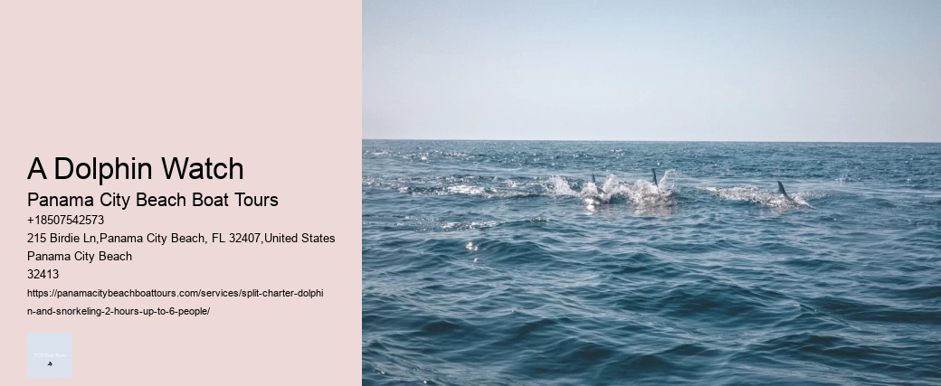 Swim-with-the-dolphins Attractions