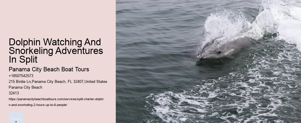 Split Exclusive Dolphin And Snorkeling Experiences