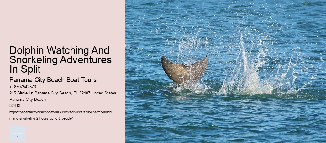 Dolphin Watching And Snorkeling Adventures In Split Panama City Beach Boat Tours Dolphin Watching And Snorkeling Adventures In Split