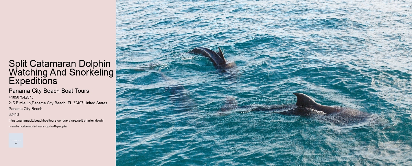 Split Catamaran Dolphin Watching And Snorkeling Expeditions Panama City Beach Boat Tours Split Catamaran Dolphin Watching And Snorkeling Expeditions