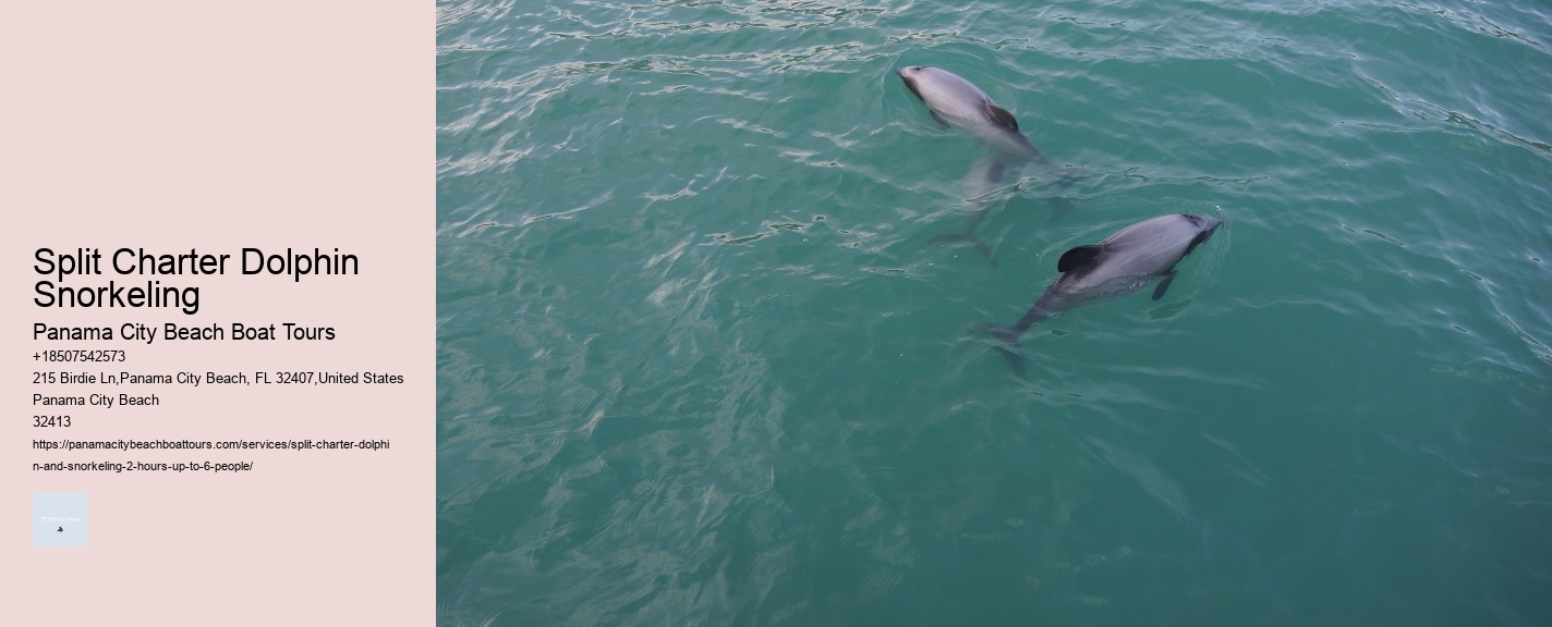 Swimming With Dolphin Tours Panama City Beach