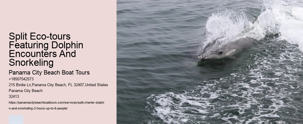 Dolphin And Snorkel Tours Inc