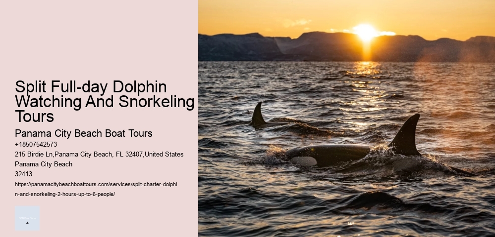 Split Thrilling Snorkeling And Dolphin Watching Charters