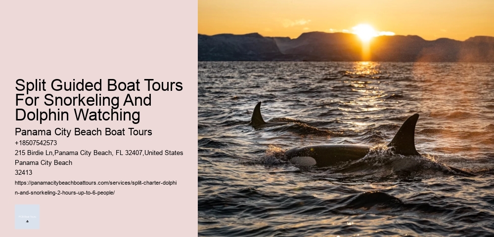 Split Charter Dolphin And Snorkeling Tours Cost