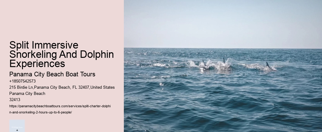 Can You Swim With Dolphins In Playa Del Carmen