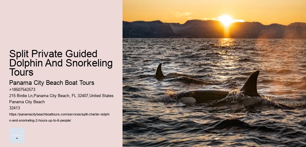 Salty Mary Dolphin And Snorkel Tours