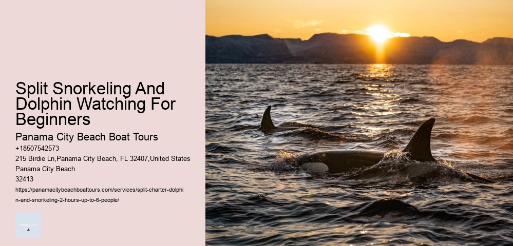 What To Expect (And Not Expect) On A Whale And Dolphin Watching Trip