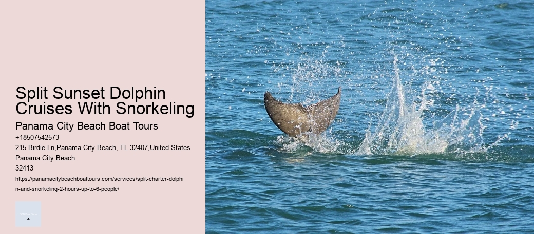 Dolphin Tours In Panama City Beach