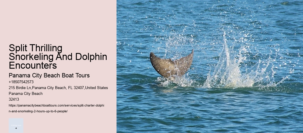 Split Thrilling Snorkeling And Dolphin Encounters Panama City Beach Boat Tours Split Thrilling Snorkeling And Dolphin Encounters