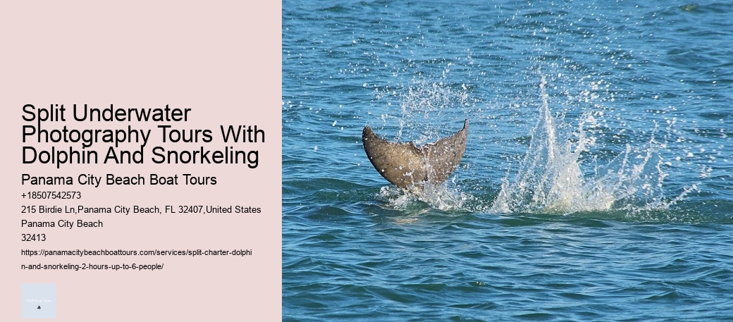 Why Not To Swim With Dolphins